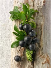Fresh sloe berries from the blackthorn bush