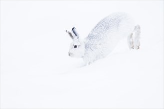 Mountain hare