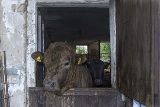 Young bull looks out of a stable door