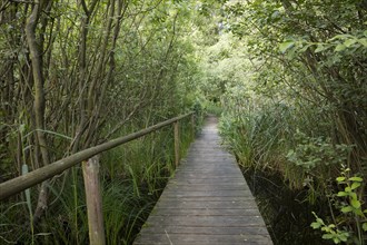Wooden footbridge through dense vegetation