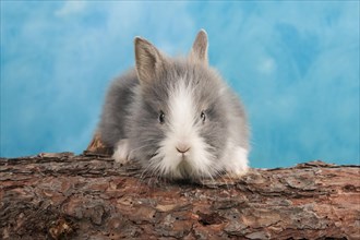 Young dwarf rabbit
