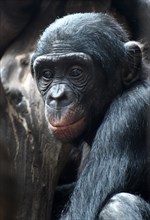 Bonobo or Bonobo