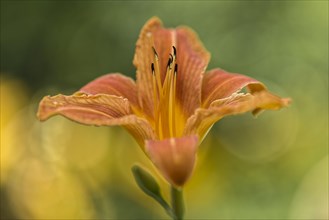 Orange day-lily