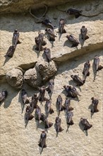 American cliff swallows