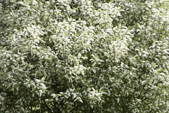 White flowering grape cherry