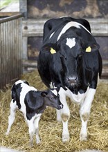 Small calf standing next to the mother cow in the barn