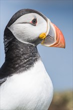 Puffin