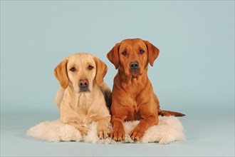 Two Labrador retrievers