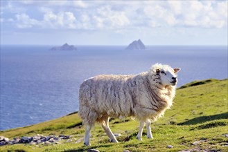 Sheep on coast