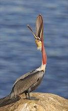 Brown Pelican