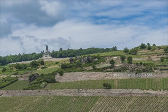 Vineyards with Niederwald Monument