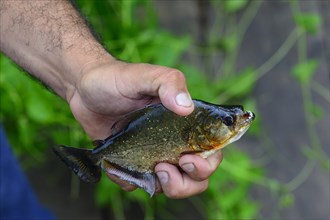 Male hand holding a piranha