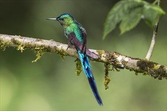 Long-tailed sylph