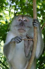 Crab-eating macaque or long-tailed macaque