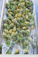 Harvested organic pineapples being washed