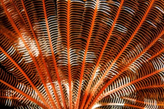 Feather Star or Brown and white crinoid