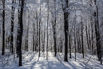 Snow covered forest with backlit sunlight