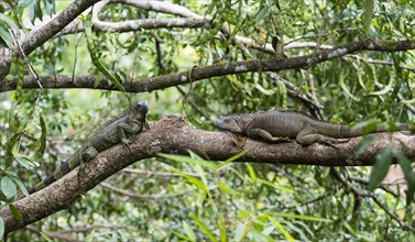 Green iguanas