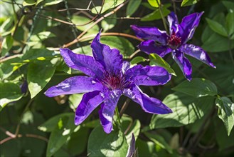 Flowering Blue Clematis blossom