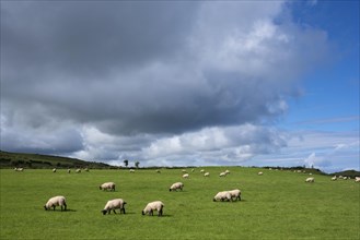 Sheep pasture near Ballycastle