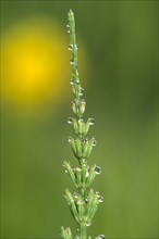 Dewdrops on a field horsetail