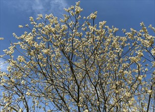 Flowering willow catkin