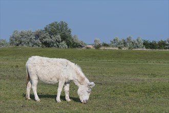 Austria-Hungarian white donkey
