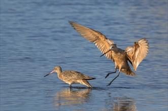 Marbled godwit