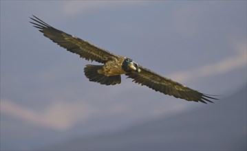 Young bearded vulture in flight
