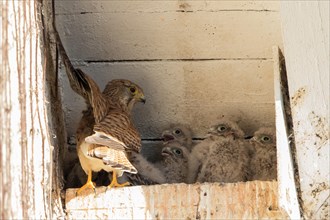 Common kestrel