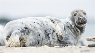 Grey seal