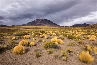 Andean Plain