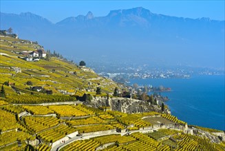 Vineyards in golden yellow autumn foliage over Lake Geneva