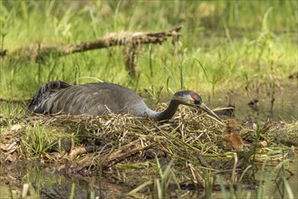 Common or Eurasian crane