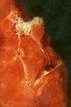 Commerson's frogfish
