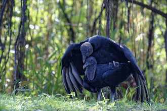 Mating black vultures