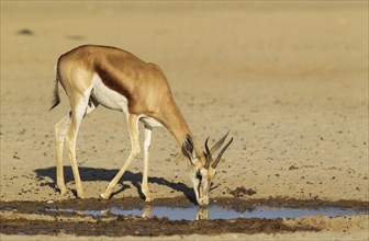 Springbok