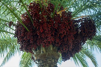 Ripe red fruits dates on date palm