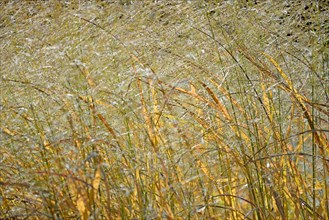 Switchgrass