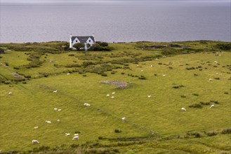 Typical landscape with houses and sheep on the Gaelic peninsula Applecross