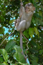 Baby crab-eating macaque or long-tailed macaque