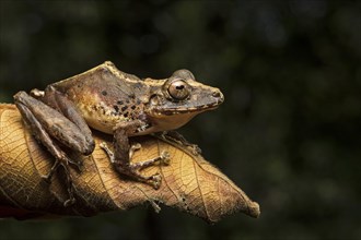 Neotropical frog