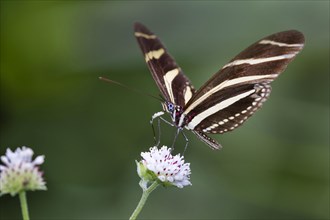 Zebra longwing or zebra heliconian