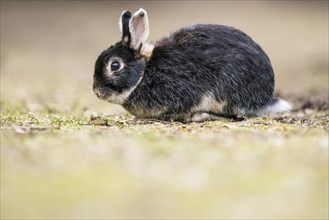 Wild rabbits