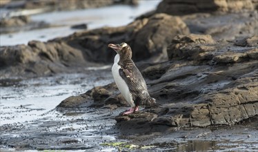 Yellow-eyed penguin