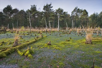 Moor landscape with peat mosses
