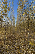 Tree nursery