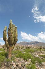 Landscape with Echinopsis Atacamensis