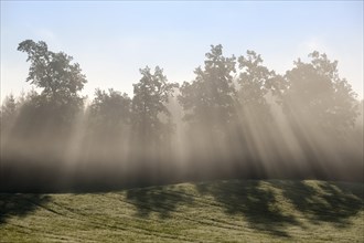 Sunbeams shine through trees in the morning mist
