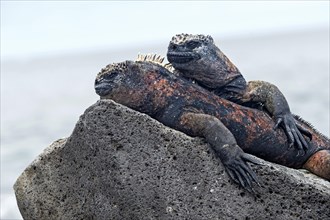 Two Marine iguanas
